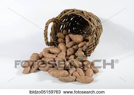 Potatoes (Solanum tuberosum), variety Angelner cone, basket View Large Photo Image Stock Image - Potatoes (Solanum tuberosum), variety Angelner cone, basket. Fotosearch