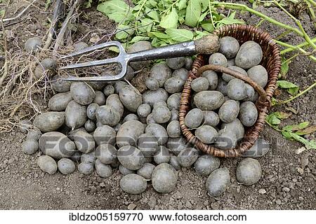 Stock Image - Potatoes (Solanum tuberosum), variety Blaue Anneliese. Fotosearch