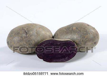 Potatoes (Solanum tuberosum), variety Blaue Anneliese View Large Photo Image Stock Image - Potatoes (Solanum tuberosum), variety Blaue Anneliese. Fotosearch