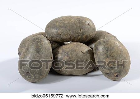 Potatoes (Solanum tuberosum), variety Blaue Anneliese View Large Photo Image Stock Image - Potatoes (Solanum tuberosum), variety Blaue Anneliese. Fotosearch
