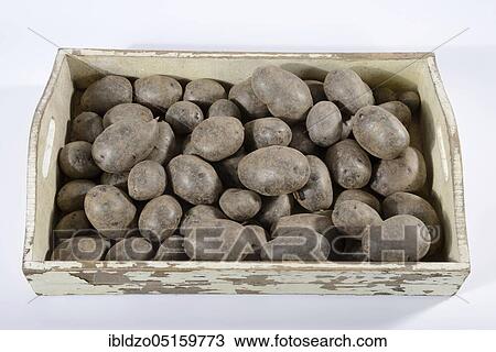 Potatoes (Solanum tuberosum), variety Blaue Anneliese View Large Photo Image Stock Image - Potatoes (Solanum tuberosum), variety Blaue Anneliese. Fotosearch