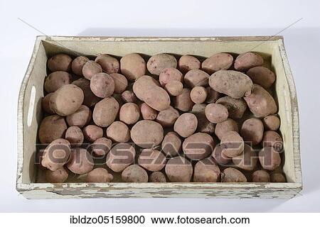 Potatoes (Solanum tuberosum), variety Reichskanzler View Large Photo Image Stock Image - Potatoes (Solanum tuberosum), variety Reichskanzler. Fotosearch