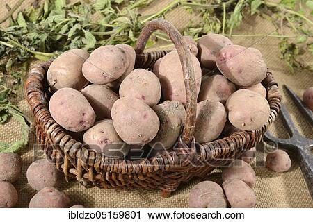Potatoes (Solanum tuberosum), variety Reichskanzler, basket View Large Photo Image Stock Image - Potatoes (Solanum tuberosum), variety Reichskanzler, basket. Fotosearch