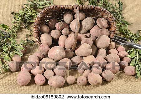 Stock Image - Potatoes (Solanum tuberosum), variety Reichskanzler, basket. Fotosearch