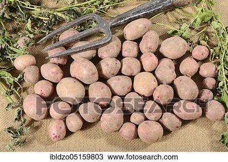 Potatoes (Solanum tuberosum), variety Reichskanzler View Large Photo Image Stock Image - Potatoes (Solanum tuberosum), variety Reichskanzler. Fotosearch