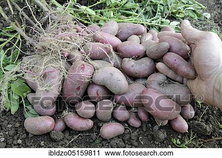 Potatoes (Solanum tuberosum), variety Red Emalie View Large Photo Image Stock Image - Potatoes (Solanum tuberosum), variety Red Emalie. Fotosearch