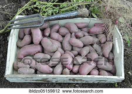 Potatoes (Solanum tuberosum), variety Red Emalie View Large Photo Image Stock Image - Potatoes (Solanum tuberosum), variety Red Emalie. Fotosearch