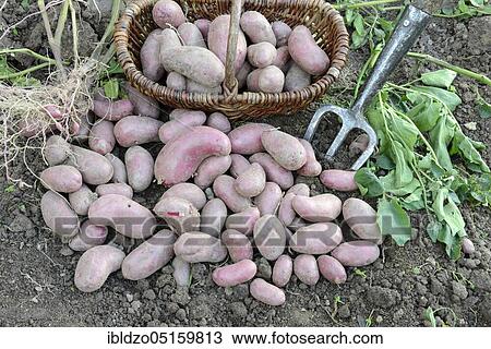 Potatoes (Solanum tuberosum), variety Red Emalie View Large Photo Image Stock Image - Potatoes (Solanum tuberosum), variety Red Emalie. Fotosearch