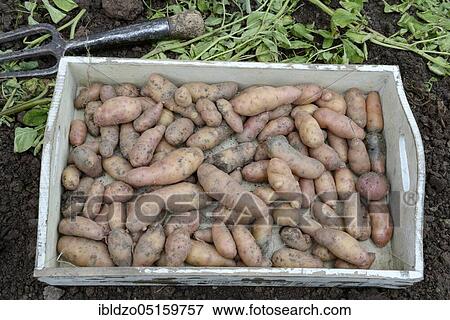 Potatoes (Solanum tuberosum), variety Angelner Zapfen View Large Photo Image Stock Photo - Potatoes (Solanum tuberosum), variety Angelner Zapfen. Fotosearch