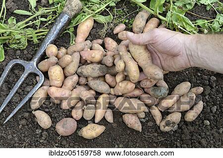 Stock Photo - Potatoes (Solanum tuberosum), variety Angelner Zapfen. Fotosearch