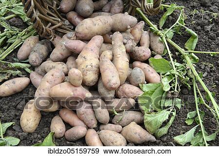 Potatoes (Solanum tuberosum), variety Angelner Zapfen View Large Photo Image Stock Photo - Potatoes (Solanum tuberosum), variety Angelner Zapfen. Fotosearch