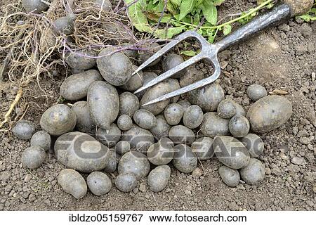 Potatoes (Solanum tuberosum), variety Blaue Anneliese View Large Photo Image Stock Photo - Potatoes (Solanum tuberosum), variety Blaue Anneliese. Fotosearch