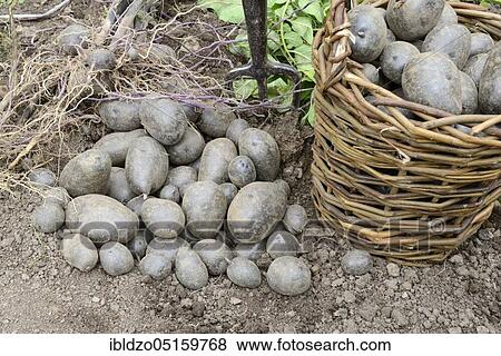 Potatoes (Solanum tuberosum), variety Blaue Anneliese View Large Photo Image Stock Photo - Potatoes (Solanum tuberosum), variety Blaue Anneliese. Fotosearch