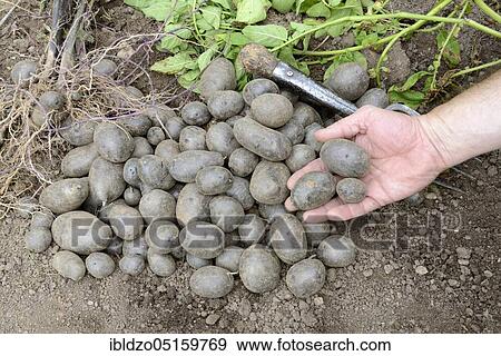 Potatoes (Solanum tuberosum), variety Blaue Anneliese View Large Photo Image Stock Photo - Potatoes (Solanum tuberosum), variety Blaue Anneliese. Fotosearch
