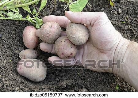 Potatoes (Solanum tuberosum), variety Reichskanzler View Large Photo Image Stock Photo - Potatoes (Solanum tuberosum), variety Reichskanzler. Fotosearch