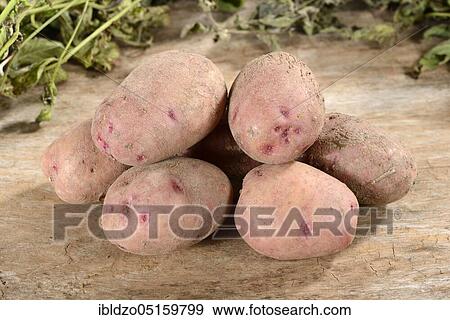 Potatoes (Solanum tuberosum), variety Reichskanzler View Large Photo Image Stock Photo - Potatoes (Solanum tuberosum), variety Reichskanzler. Fotosearch