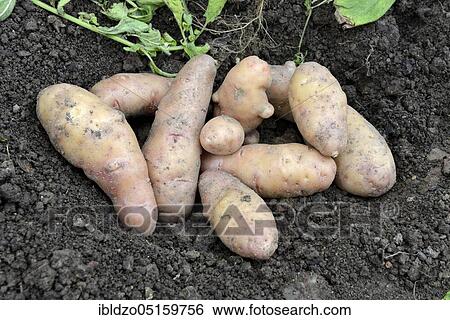 Potatoes (Solanum tuberosum), variety Angelner Zapfen View Large Photo Image Stock Photograph - Potatoes (Solanum tuberosum), variety Angelner Zapfen. Fotosearch