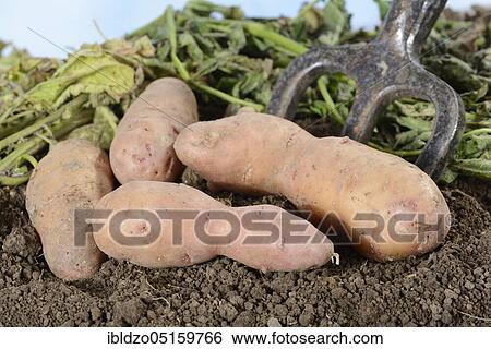 Potatoes (Solanum tuberosum), variety Angelner cone, basket View Large Photo Image Stock Photograph - Potatoes (Solanum tuberosum), variety Angelner cone, basket. Fotosearch