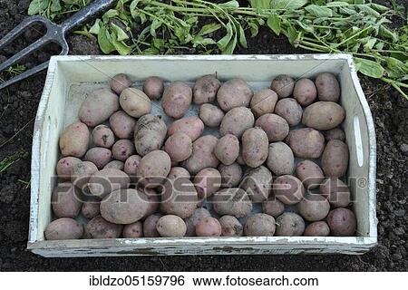 Potatoes (Solanum tuberosum), variety Reichskanzler View Large Photo Image Stock Photograph - Potatoes (Solanum tuberosum), variety Reichskanzler. Fotosearch