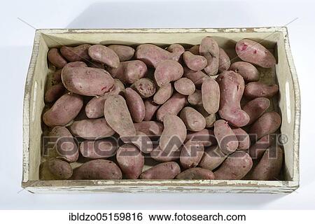 Stock Photograph - Potatoes (Solanum tuberosum), variety Red Emalie. Fotosearch