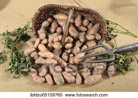 Potatoes (Solanum tuberosum), variety Angelner cone, basket View Large Photo Image Stock Photography - Potatoes (Solanum tuberosum), variety Angelner cone, basket. Fotosearch