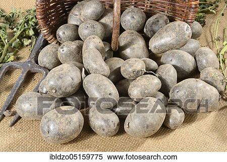 Potatoes (Solanum tuberosum), variety Blaue Anneliese View Large Photo Image Stock Photography - Potatoes (Solanum tuberosum), variety Blaue Anneliese. Fotosearch