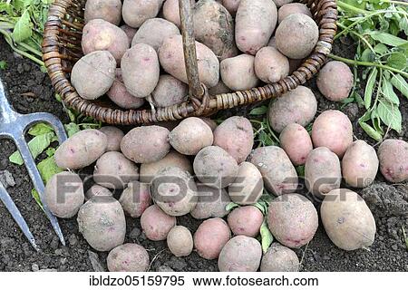 Stock Photography - Potatoes (Solanum tuberosum), variety Reichskanzler. Fotosearch