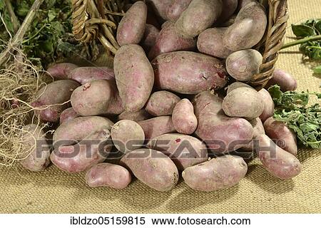 Potatoes (Solanum tuberosum), variety Red Emalie View Large Photo Image Stock Photography - Potatoes (Solanum tuberosum), variety Red Emalie. Fotosearch