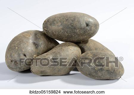 Potatoes (Solanum tuberosum), Violetta variety View Large Photo Image Picture - Potatoes (Solanum tuberosum), Violetta variety. Fotosearch