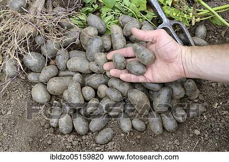 Potatoes (Solanum tuberosum), Violetta variety View Large Photo Image Stock Image - Potatoes (Solanum tuberosum), Violetta variety. Fotosearch