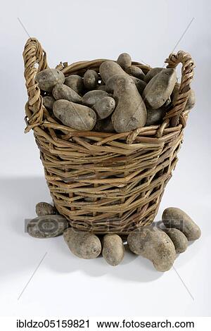Potatoes (Solanum tuberosum), Violetta variety View Large Photo Image Stock Image - Potatoes (Solanum tuberosum), Violetta variety. Fotosearch