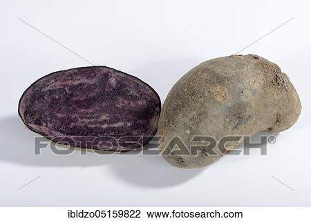 Potatoes (Solanum tuberosum), Violetta variety View Large Photo Image Stock Image - Potatoes (Solanum tuberosum), Violetta variety. Fotosearch
