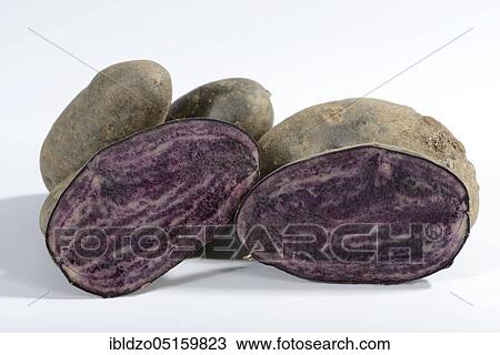 Stock Image - Potatoes (Solanum tuberosum), Violetta variety. Fotosearch