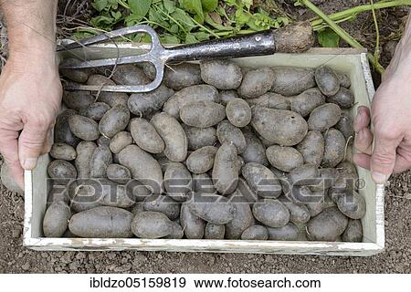 Potatoes (Solanum tuberosum), Violetta variety View Large Photo Image Stock Photo - Potatoes (Solanum tuberosum), Violetta variety. Fotosearch