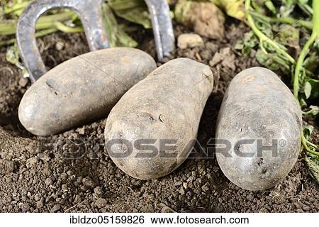 Potatoes (Solanum tuberosum), Violetta variety View Large Photo Image Stock Photograph - Potatoes (Solanum tuberosum), Violetta variety. Fotosearch