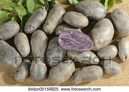 Stock Photography - Potatoes (Solanum tuberosum), Violetta variety. Fotosearch