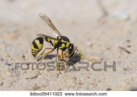 Potter wasp, Kassandra, Chalkidiki (Eumenes dubius), Greece, Europe View Large Photo Image Stock Image - Potter wasp, Kassandra, Chalkidiki (Eumenes dubius), Greece, Europe. Fotosearch