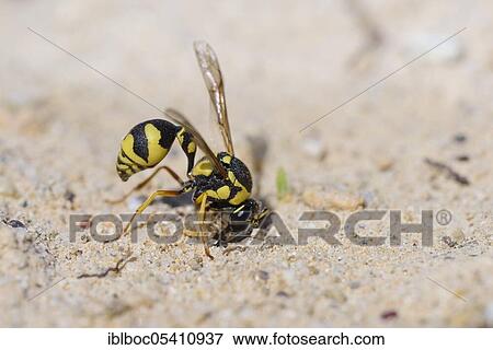 Potter wasp, Kassandra, Chalkidiki (Eumenes dubius), Greece, Europe View Large Photo Image Stock Photo - Potter wasp, Kassandra, Chalkidiki (Eumenes dubius), Greece, Europe. Fotosearch