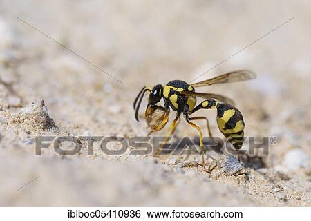 Potter wasp, Kassandra, Chalkidiki (Eumenes dubius), Greece, Europe View Large Photo Image Stock Photograph - Potter wasp, Kassandra, Chalkidiki (Eumenes dubius), Greece, Europe. Fotosearch