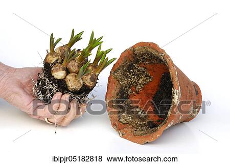 Stock Photo - Preferred Grape hyacinth (Muscari spec. ) ready for potting, pearl hyacinth. Fotosearch