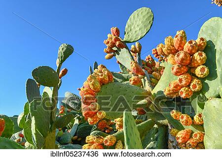 Prickly pears, Cyprus, Europe View Large Photo Image Stock Photograph - Prickly pears, Cyprus, Europe. Fotosearch