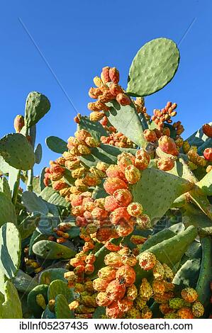 Prickly pears, Cyprus, Europe View Large Photo Image Stock Photography - Prickly pears, Cyprus, Europe. Fotosearch