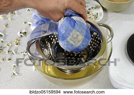 Production of daisy syrup (Bellis perennis), daisy syrup, daisies, daisies, custom-made daisies, thousandths, straining View Large Photo Image Picture - Production of daisy syrup (Bellis perennis), daisy syrup, daisies, daisies, custom-made daisies, thousandths, straining. Fotosearch