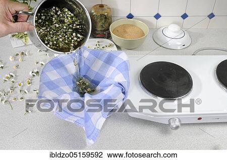 Stock Image - Production of daisy syrup (Bellis perennis), daisy syrup, daisies, daisies, custom-made daisies, thousandths, straining. Fotosearch
