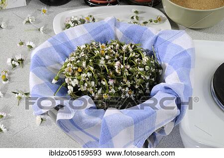 Production of daisy syrup (Bellis perennis), daisy syrup, daisies, daisies, custom-made daisies, thousandths, straining View Large Photo Image Stock Image - Production of daisy syrup (Bellis perennis), daisy syrup, daisies, daisies, custom-made daisies, thousandths, straining. Fotosearch