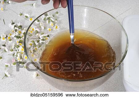 Production of daisy syrup (Bellis perennis), daisy syrup, daisies, daisies, made-to-measure daisies, thousand daisies View Large Photo Image Stock Photograph - Production of daisy syrup (Bellis perennis), daisy syrup, daisies, daisies, made-to-measure daisies, thousand daisies. Fotosearch