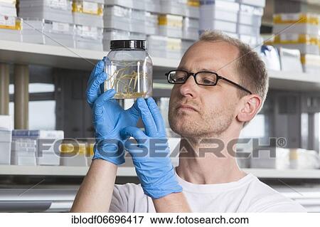 Stock Photo - Prof. Dr. Florian Leese of the Aquatic Ecosystems Group with specimens of isopod spiders at the Faculty of Biology in the University of Duisburg-Essen (DUE), Essen, North Rhine-Westphalia, Germany, Europe. Fotosearch