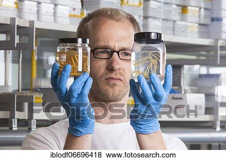 Prof. Dr. Florian Leese of the Aquatic Ecosystems Group with specimens of isopod spiders at the Faculty of Biology in the University of Duisburg-Essen (DUE), Essen, North Rhine-Westphalia, Germany, Europe View Large Photo Image Stock Photo - Prof. Dr. Florian Leese of the Aquatic Ecosystems Group with specimens of isopod spiders at the Faculty of Biology in the University of Duisburg-Essen (DUE), Essen, North Rhine-Westphalia, Germany, Europe. Fotosearch