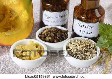Prostate medicine, nettle root, pumpkin seeds (Cucurbita) (Sabal serrulata) (Fructus Sabalae serrulatae) (Urtica dioica), saw palmetto fruits, saw palmetto fruits (Serenoa repens) View Large Photo Image Stock Image - Prostate medicine, nettle root, pumpkin seeds (Cucurbita) (Sabal serrulata) (Fructus Sabalae serrulatae) (Urtica dioica), saw palmetto fruits, saw palmetto fruits (Serenoa repens). Fotosearch