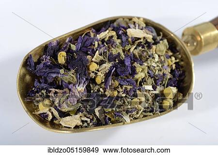 Prostate tea, willowherb, parsley root, bearberry leaf, german camomile, matricaria chamomilla, smooth rupturewort, blossoms of mallow, juniper berries, caraway, (Glandula prostatica), (Matricaria chamomilla), (Herniaria glabra), (Malvae flos), (Ep... View Large Photo Image Stock Photo - Prostate tea, willowherb, parsley root, bearberry leaf, german camomile, matricaria chamomilla, smooth rupturewort, blossoms of mallow, juniper berries, caraway, (Glandula prostatica), (Matricaria chamomilla), (Herniaria glabra), (Malvae flos), (Ep.... Fotosearch